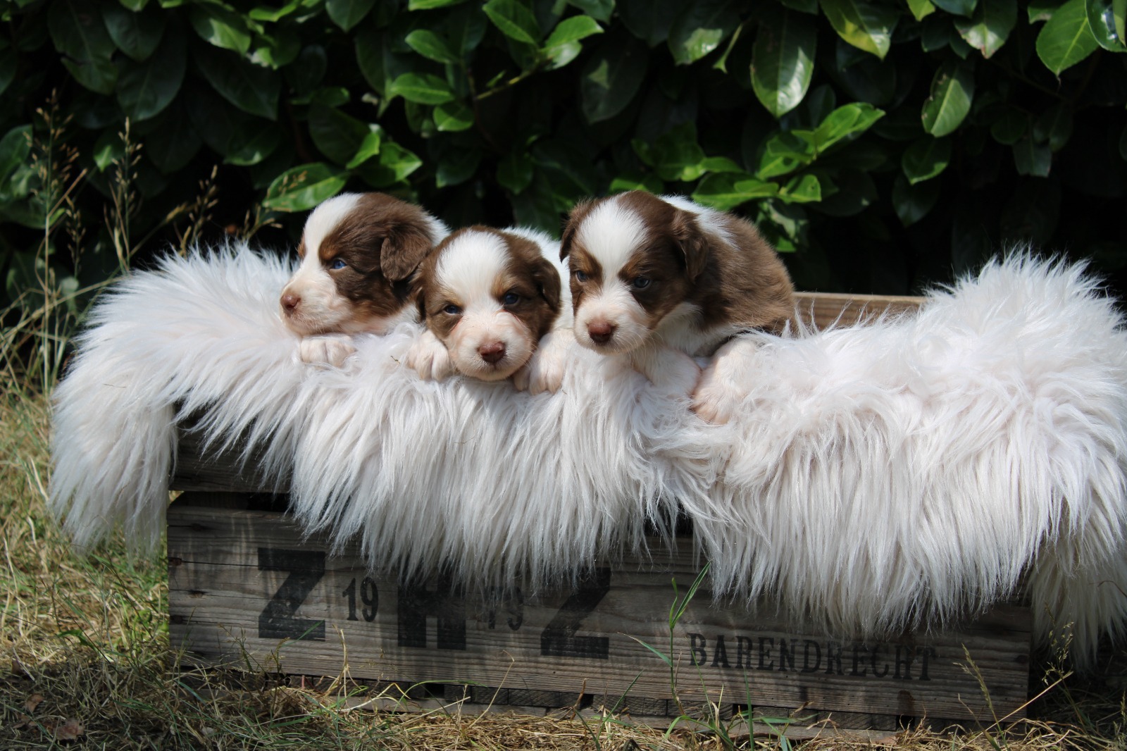 Hond in trimsalon Jewel's Farm
