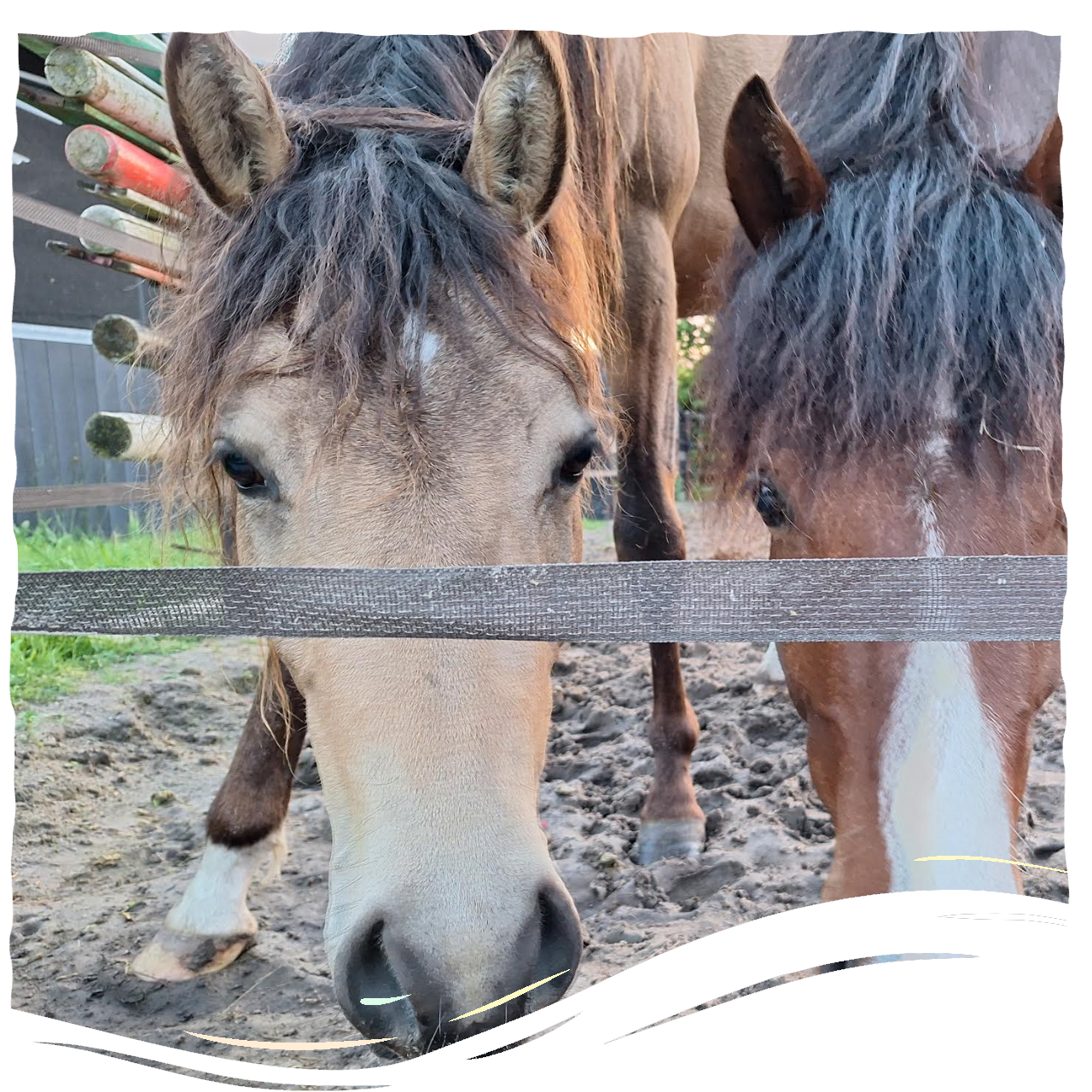 Onze paarden